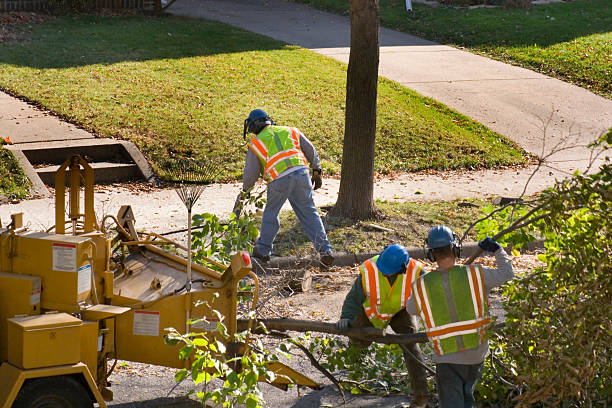 Best Fruit Tree Pruning  in USA